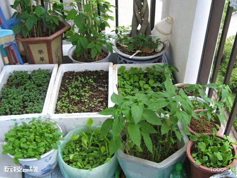 泡沫箱种蔬菜要打孔吗(泡沫箱种菜做到五点长得好)-图片4